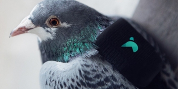 pigeons au secours de l'nvironnement