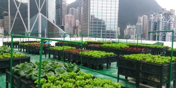 Quand la biodiversité liée au « bâtiment » passe du vert au gris