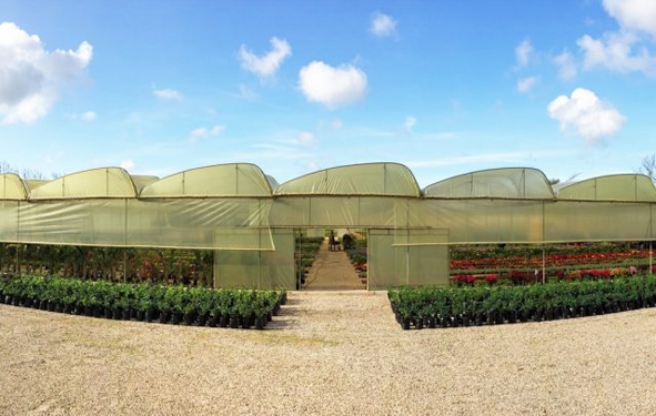 Horti Plantes had soualem une decennie de croissance