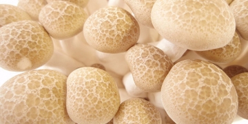 champignons hokto kinoko
