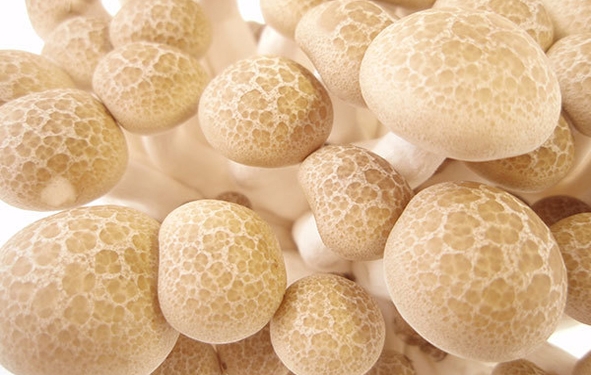 champignons hokto kinoko