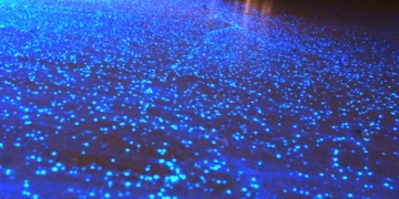 algues bioluminescentes