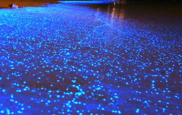 algues bioluminescentes