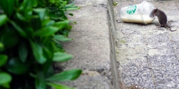 biodiversité en ville