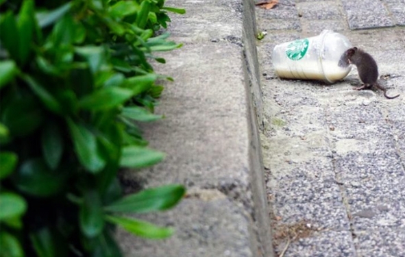 biodiversité en ville