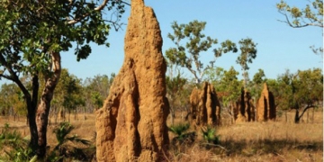 Le biomimétisme :  vers le bâtiment généreux
