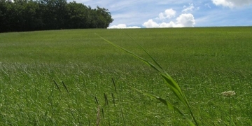 les phytotechnologies : dépolluer les sols