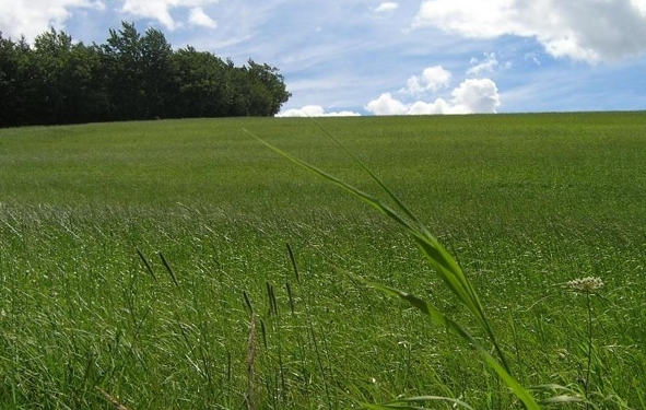 les phytotechnologies : dépolluer les sols