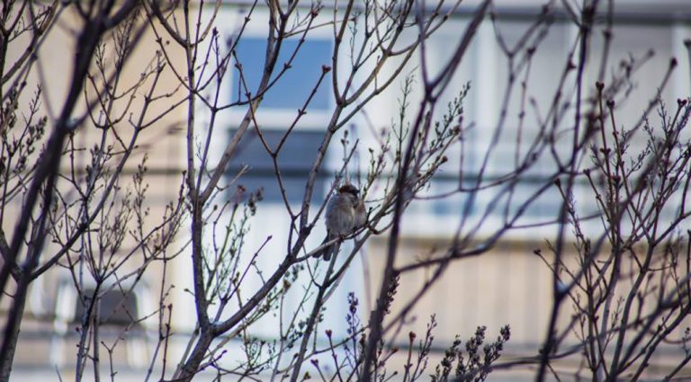 Quand les arbres permettent de faire des économies