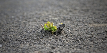 Bientôt du goudron écologique ?