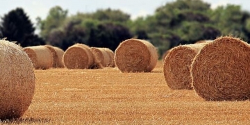 Paille, chanvre ou terre crue : les matériaux biosourcés sont l’avenir de la ville