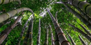 Les stations d’épuration en bambou, un système circulaire au service de la résilience urbaine ?