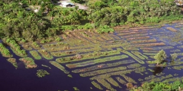 De la forêt civilisée à la ville végétalisée