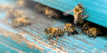Avec BeeGuard les abeilles deviennent des capteurs naturels de données environnementales