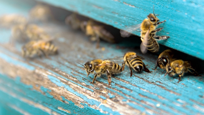 Avec BeeGuard les abeilles deviennent des capteurs naturels de données environnementales