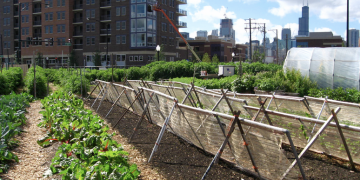 L’alimentation, un levier de développement urbain