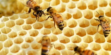 Le rucher urbain, support ou contrainte pour la biodiversité ?