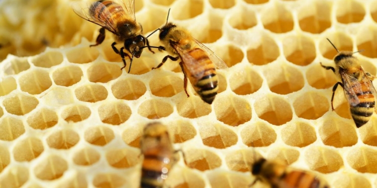 Le rucher urbain, support ou contrainte pour la biodiversité ?
